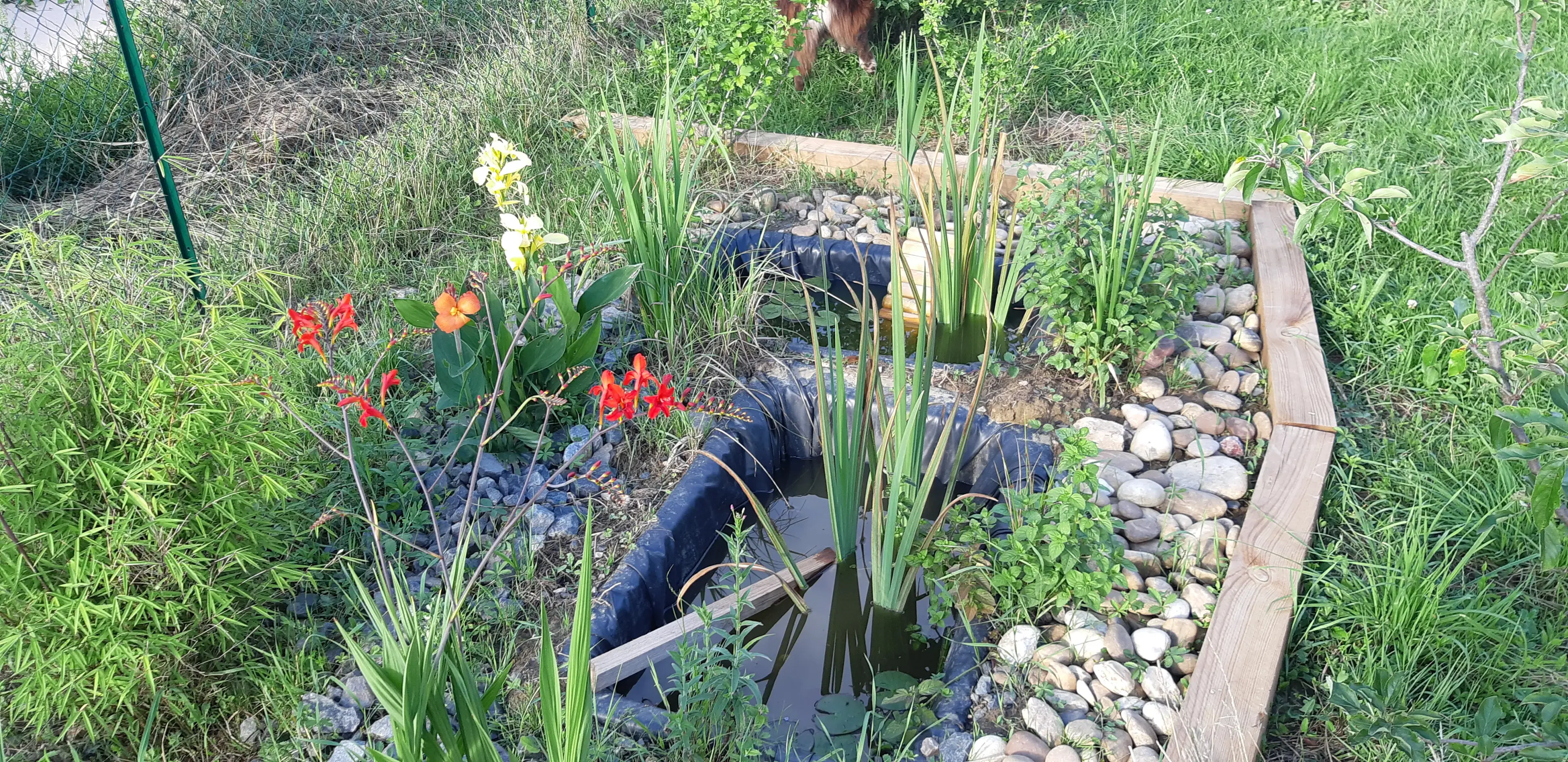 Le bassin naturel du jardin après réalisation