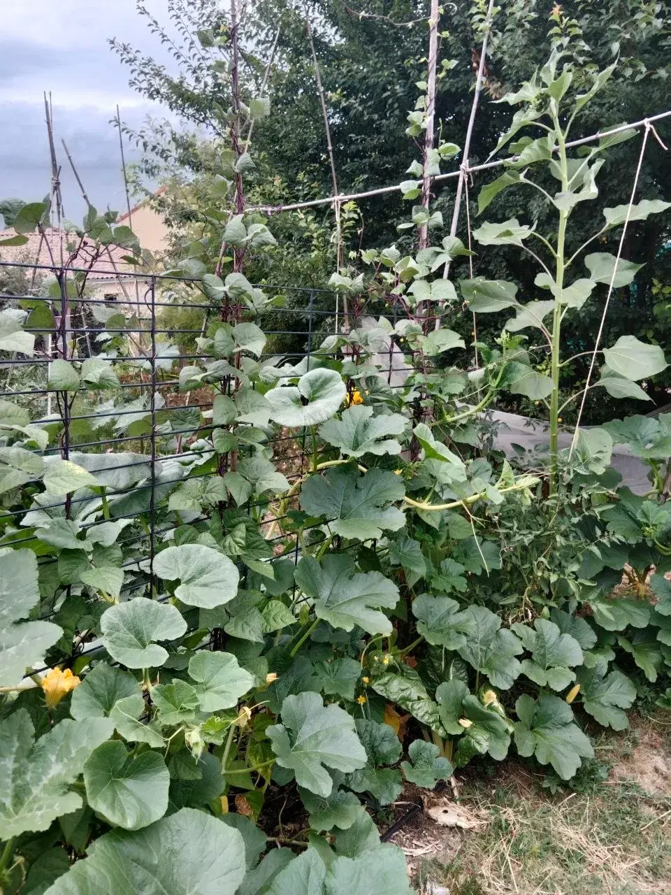 Les premières cultures du potager