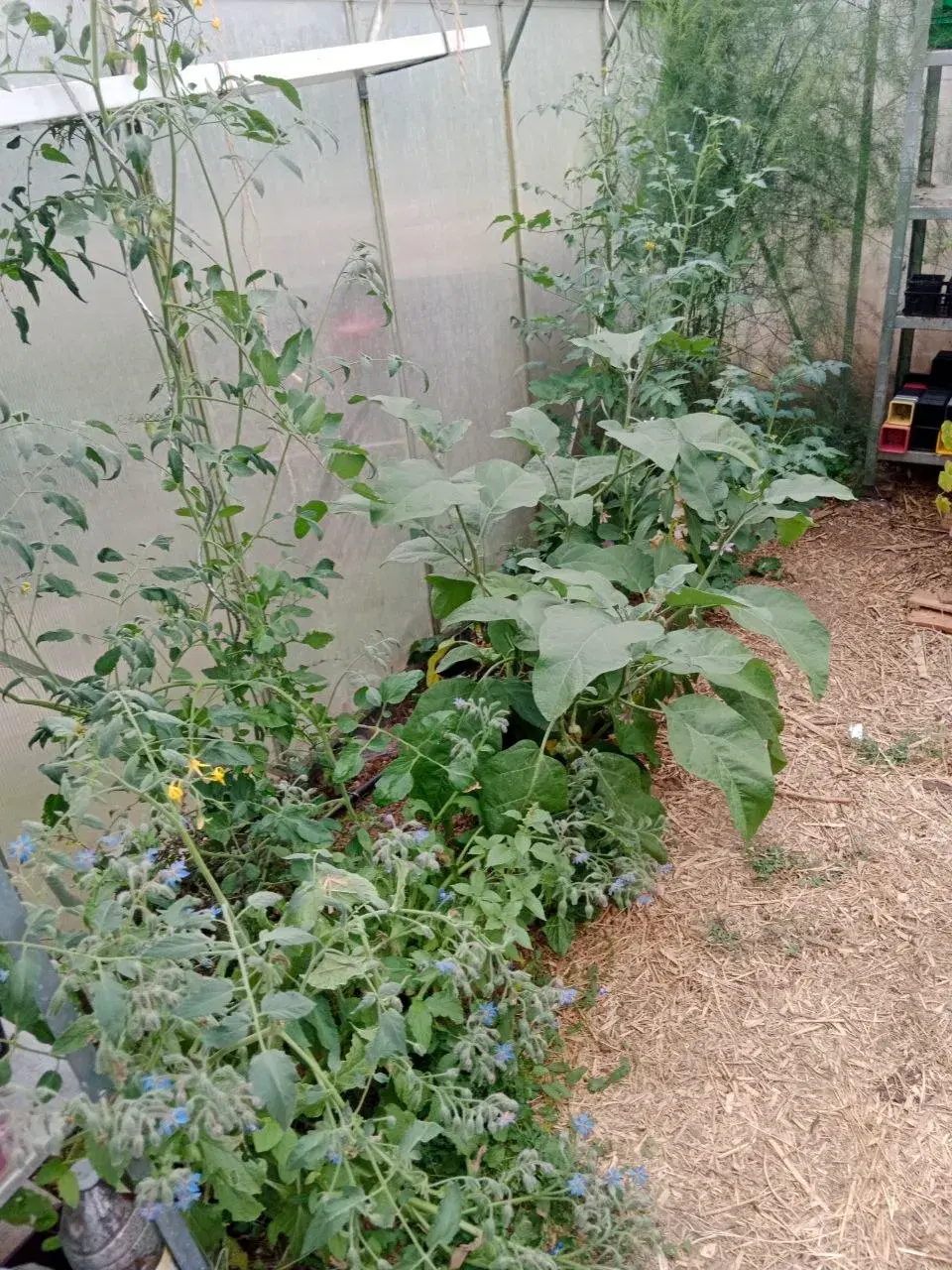 Le potager au démarrage