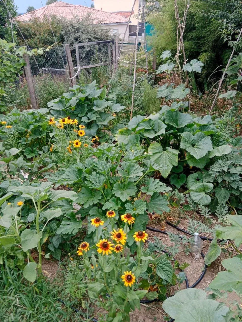 Le potager au démarrage, jeunes plants