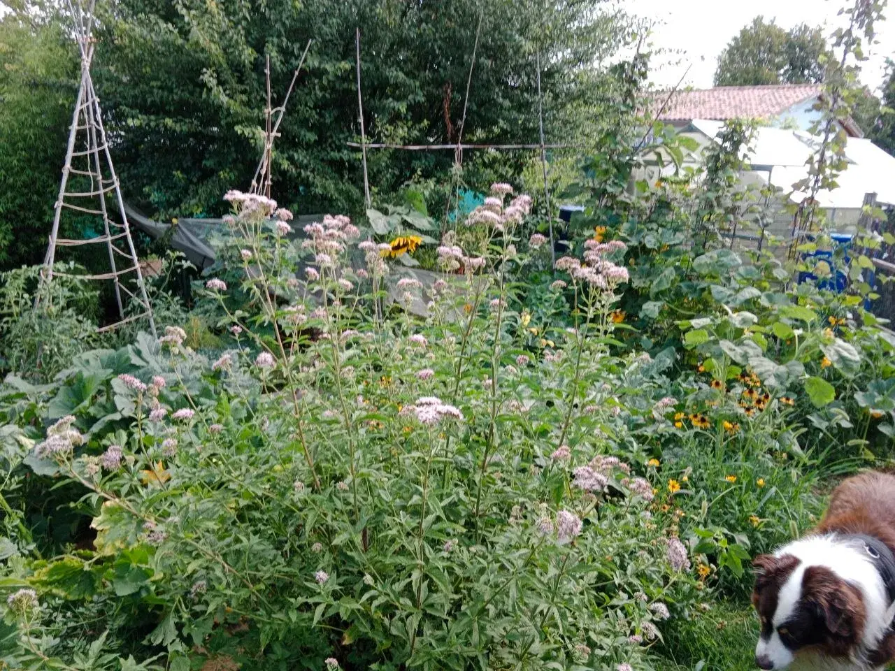 Récolte abondante au potager en permaculture